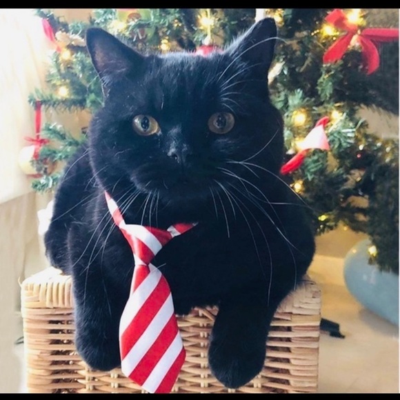 Adjusting Dog Neck Tie Collar - Picture 5 of 7